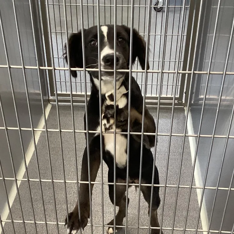 A young medium-sized female Black Retriever dog named Shelly for adoption in Montgomery, AL