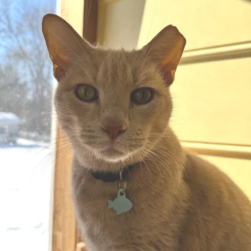 A senior small-sized male Orange / Red Domestic Short Hair cat named Mr Mittens Palencia for adoption in Merrifield, VA