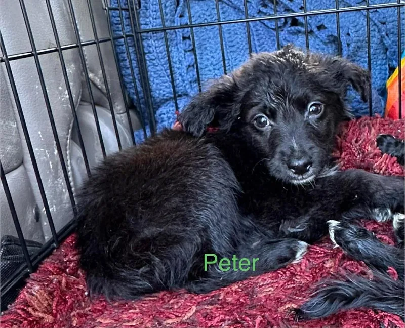 Peter