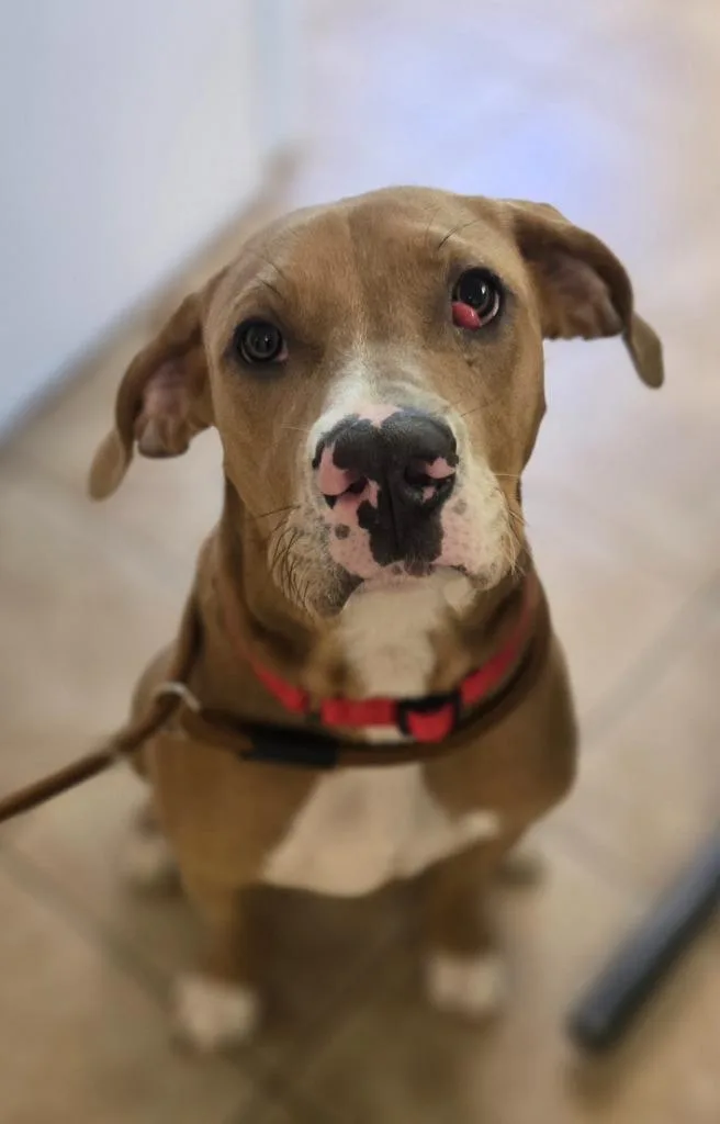 A baby large-sized male Mastiff dog named Sam for adoption in Viroqua, WI