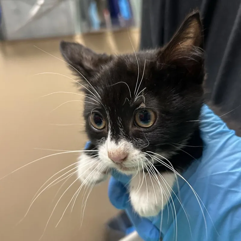 A baby small-sized male Black Domestic Short Hair cat named Steel Dragon for adoption in Tacoma, WA