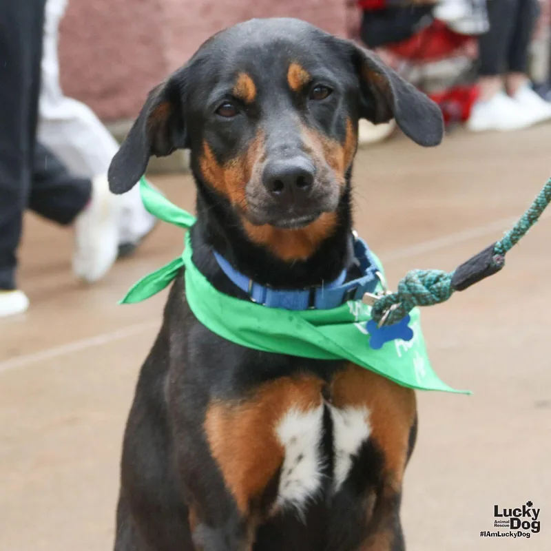 A young medium-sized female Labrador Retriever dog named Lilly Ann for adoption in Washington, DC