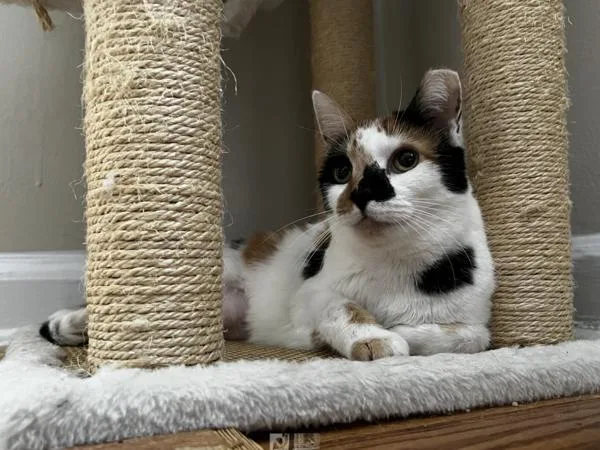 An adult medium-sized female Domestic Short Hair cat named Mazie for adoption in Ridgewood, NY