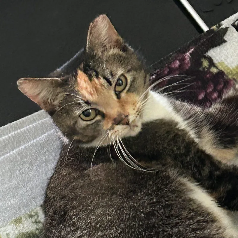 Sasha @ Fat Cat thumbnail 3