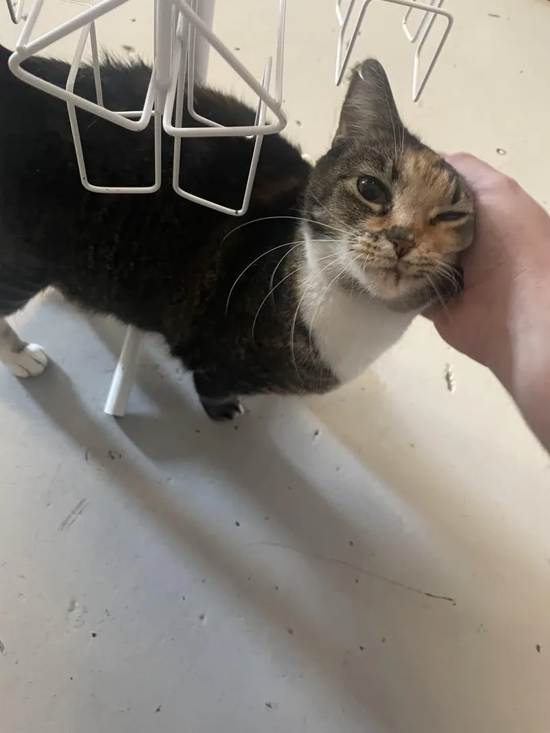 Sasha @ Fat Cat thumbnail 4