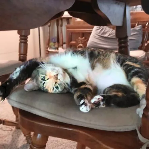 Sasha @ Fat Cat thumbnail 6