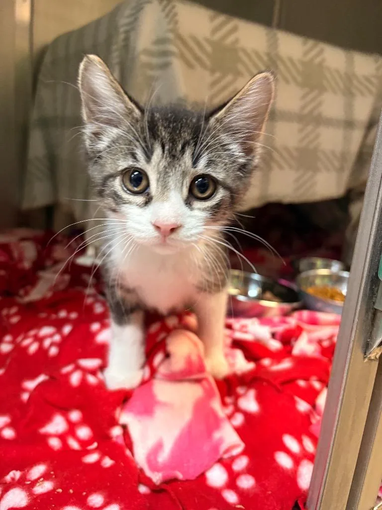A baby small-sized male Domestic Short Hair cat named Grits for adoption in Detroit, MI