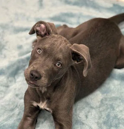 A baby small-sized male Pit Bull Terrier dog named Grigory for adoption in Westland, MI