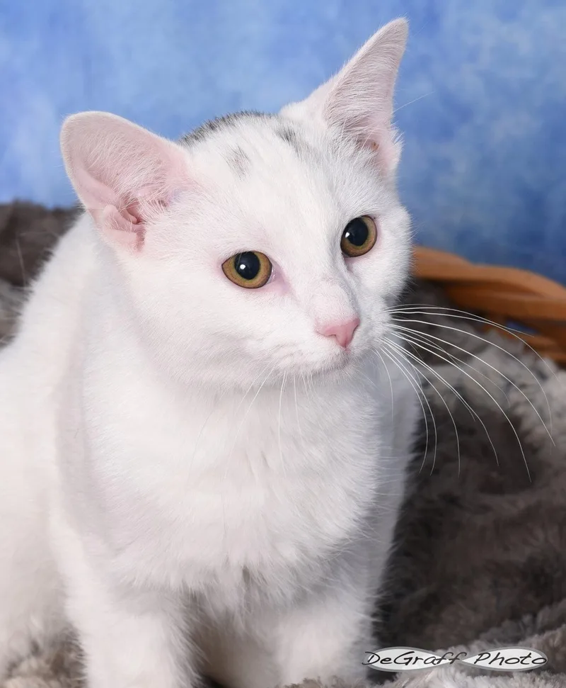 A young medium-sized male Domestic Short Hair cat named Hei Hei for adoption in Pittsboro, NC