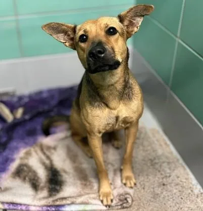 A young medium-sized female German Shepherd Dog dog named Baley for adoption in Houston, TX
