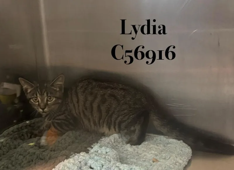 Lydia