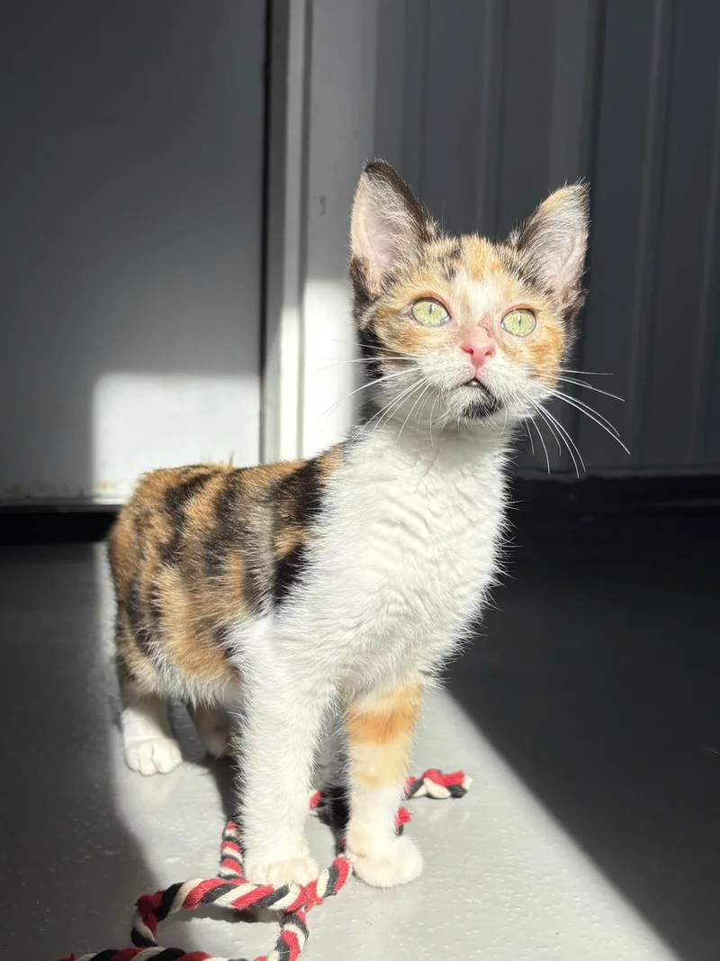 A baby medium-sized female Calico cat named Saucey for adoption in Big Rapids, MI