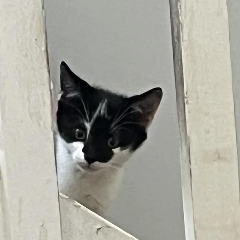 A baby small-sized female Black Domestic Short Hair cat named Moon Pie for adoption in Jupiter, FL