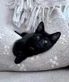 A young small-sized female Domestic Medium Hair cat named A Elaine Petsmart West for adoption in North Charleston, SC
