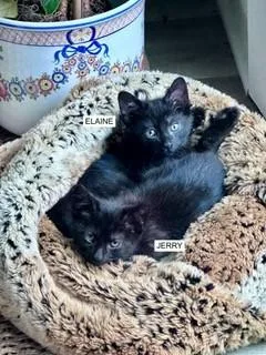 A Elaine Petsmart West thumbnail 2