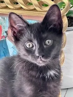 A Elaine Petsmart West thumbnail 3