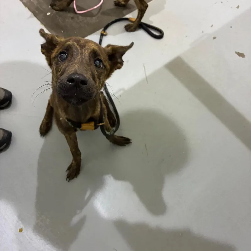 A young small-sized female Brindle Shepherd dog named Keelie for adoption in Binghamton, NY