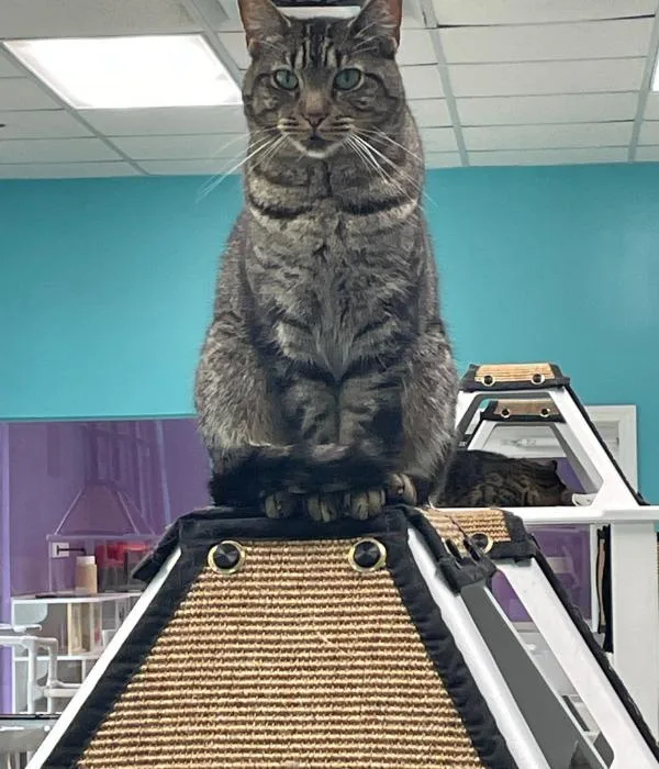 Firecracker thumbnail 5