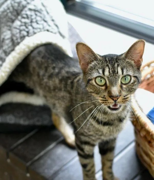 Firecracker thumbnail 6