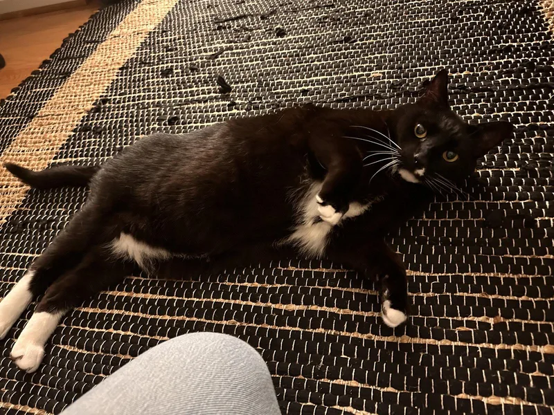 A senior medium-sized male Black & White / Tuxedo Domestic Short Hair cat named Frank N' Beans Declaw for adoption in Herndon, VA
