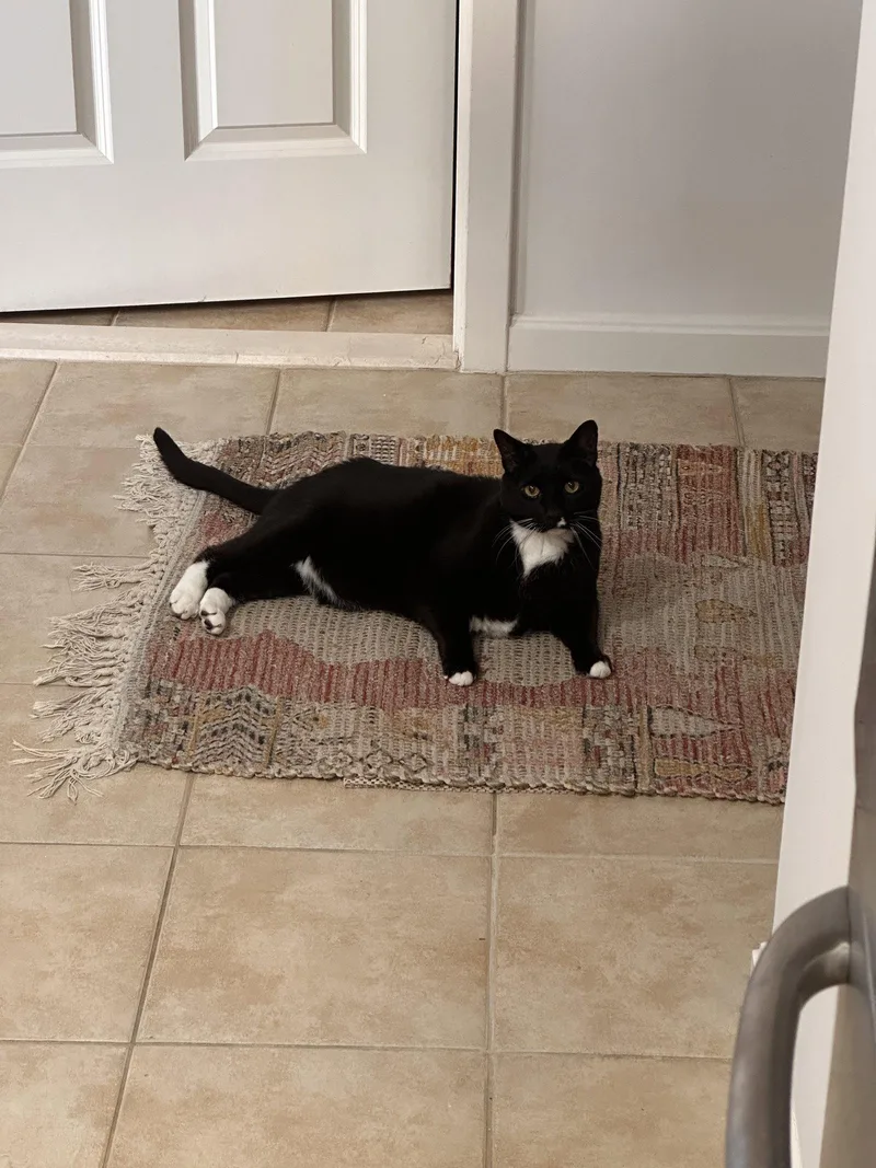 Frank N' Beans Declaw thumbnail 2