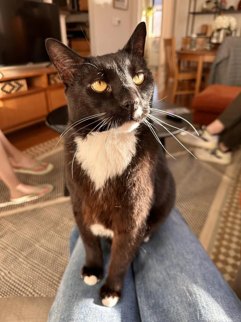Frank N' Beans Declaw thumbnail 3