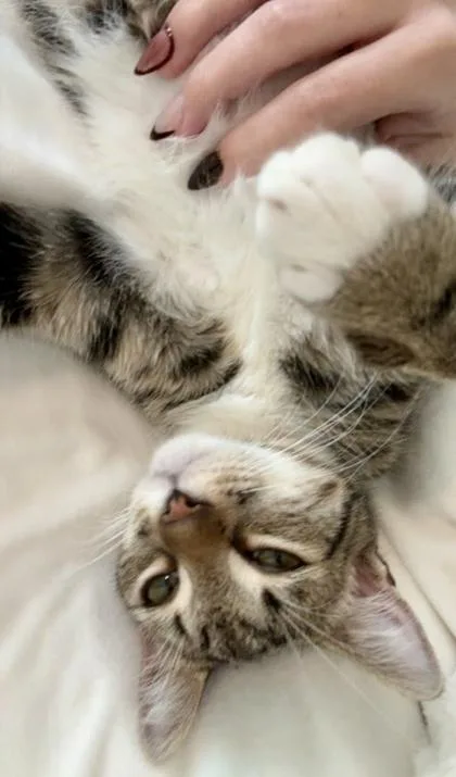 Stevie Ray thumbnail 3