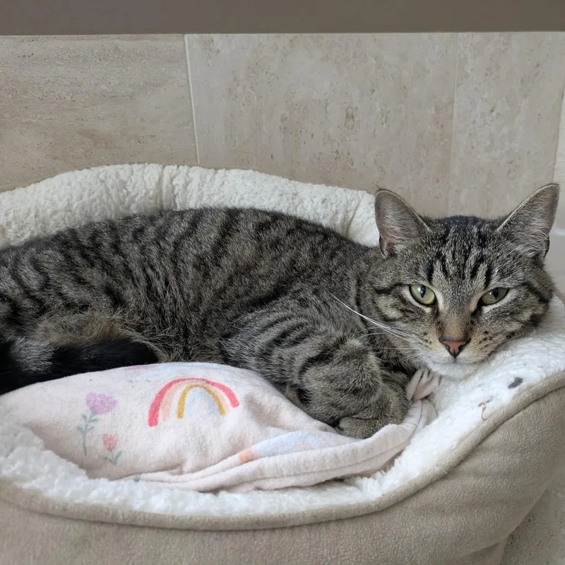 A young medium-sized male Brown / Chocolate Domestic Short Hair cat named Zuk Zuk Meet Me for adoption in Buffalo, MN