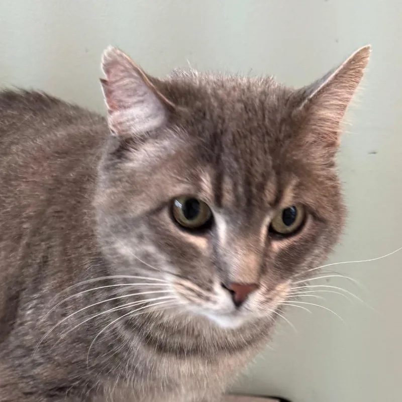 An adult large-sized male Gray / Blue / Silver Domestic Short Hair cat named Bartholomew for adoption in Lakewood, CO