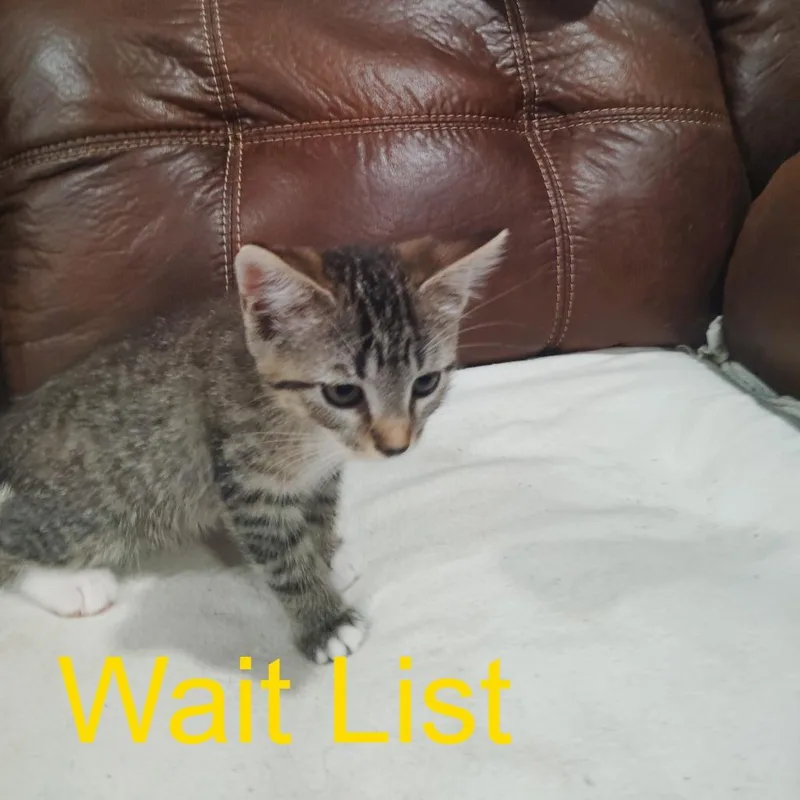 A baby small-sized female Gray / Blue / Silver Domestic Short Hair cat named Ferns for adoption in Livingston, TX
