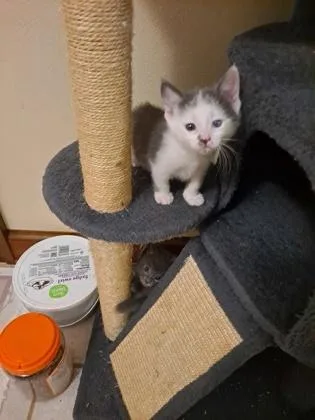 A baby small-sized female Domestic Short Hair cat named Farrah for adoption in Verona, WI