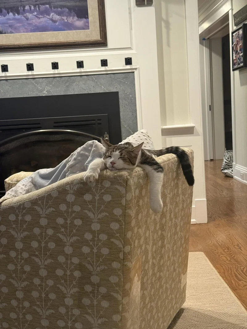 A baby medium-sized female Domestic Short Hair cat named Dixie for adoption in Broomall, PA