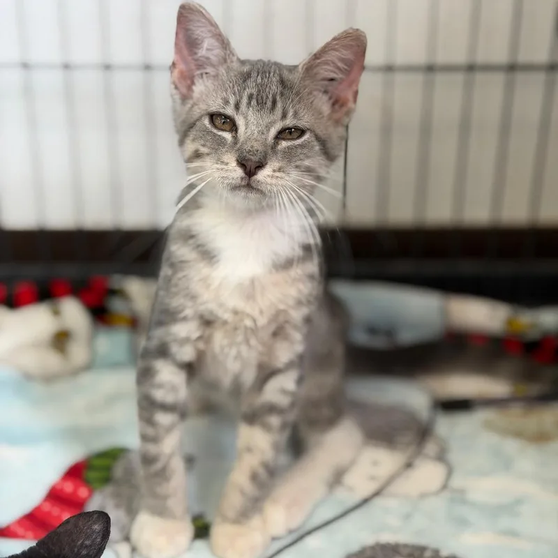 A baby small-sized male Domestic Short Hair cat named Dahmer for adoption in Fort Smith, AR