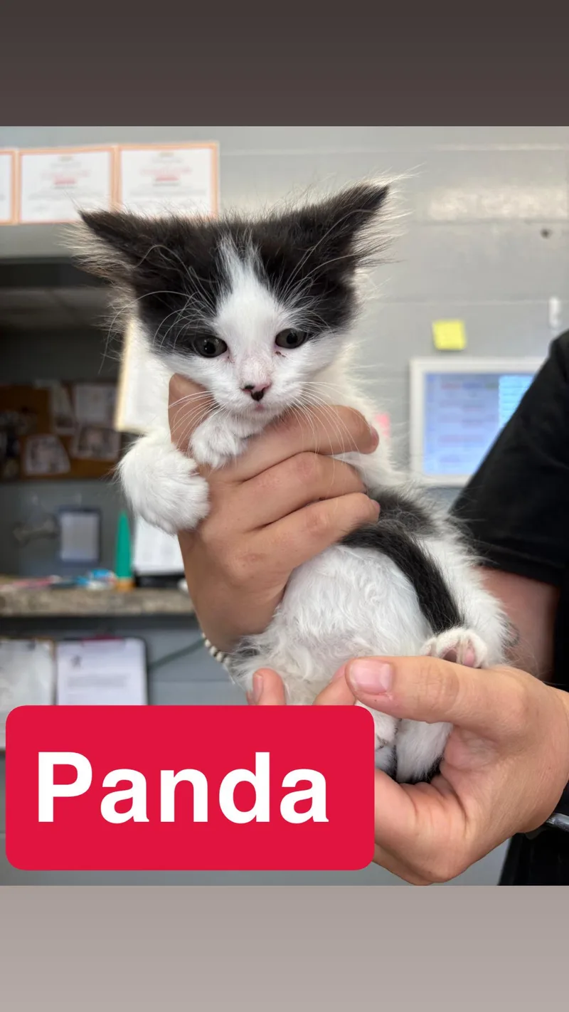 A baby small-sized female Domestic Long Hair cat named Panda for adoption in Hermitage, PA