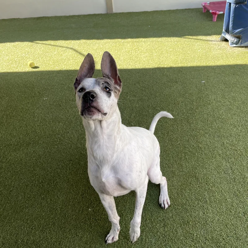 A young medium-sized female Pit Bull Terrier dog named Fancy for adoption in Houston, TX