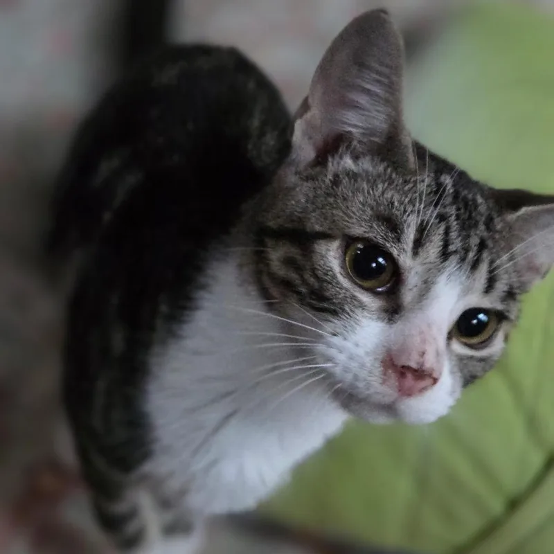 A young medium-sized male Brown / Chocolate Domestic Short Hair cat named Walnut for adoption in Mount Laurel, NJ