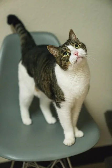 An adult large-sized male Tabby (Brown / Chocolate) Domestic Short Hair cat named Stitch for adoption in Portland, OR