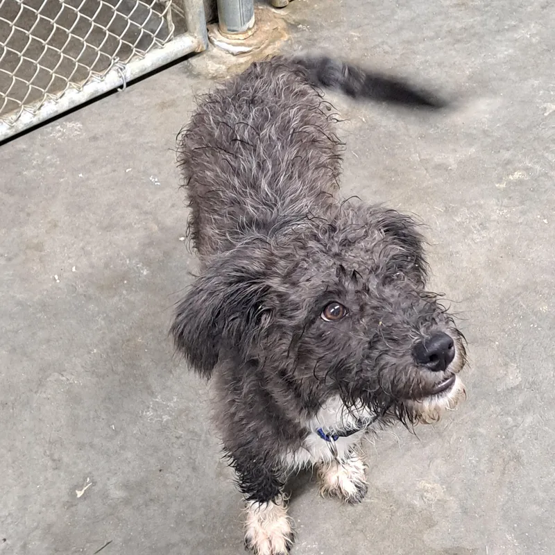 A baby small-sized male Gray / Blue / Silver Poodle (Toy) dog named Phineas for adoption in Lawrenceburg, KY