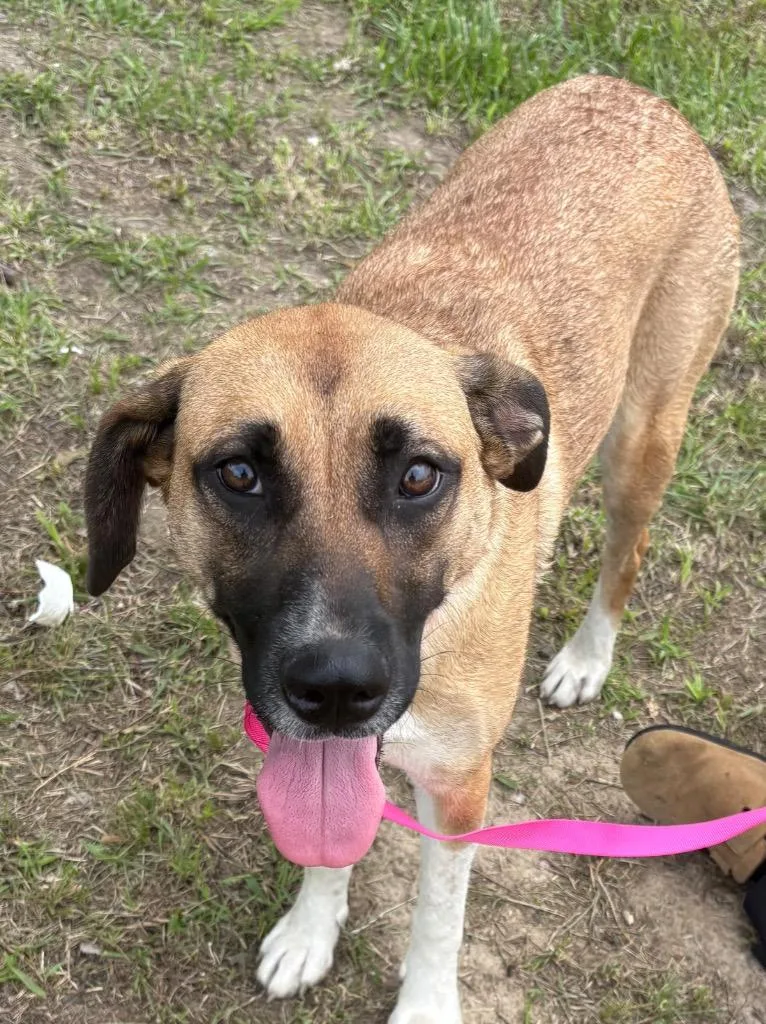 A young large-sized female Shepherd dog named Annabell for adoption in Beebe, AR
