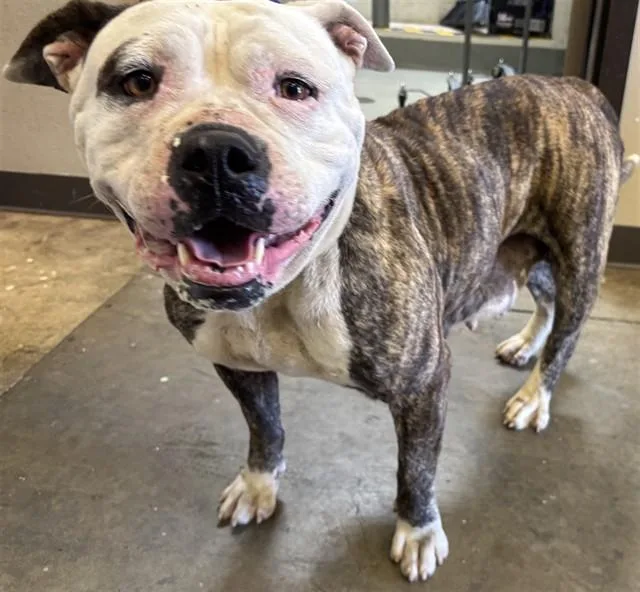 An adult large-sized female Pit Bull Terrier dog named Penny for adoption in Ontario, CA