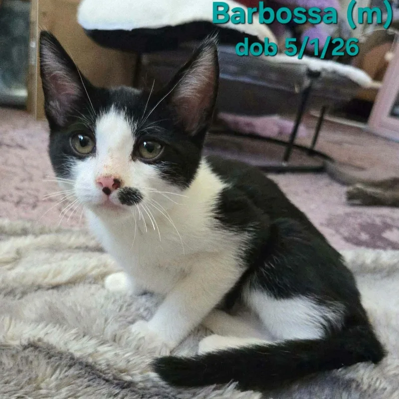 A baby medium-sized male Black & White / Tuxedo Domestic Short Hair cat named Barbosa for adoption in Concord, CA