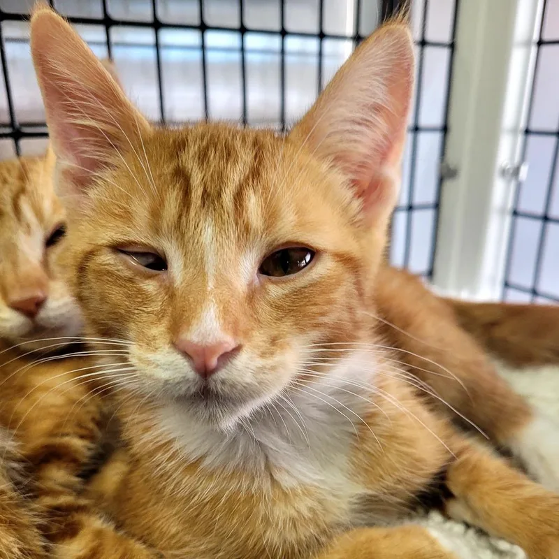 A baby small-sized male Domestic Short Hair cat named Joe for adoption in Allyn, WA