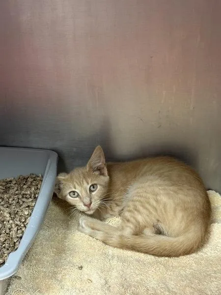 A baby small-sized male Domestic Short Hair cat named River for adoption in Salisbury, MD
