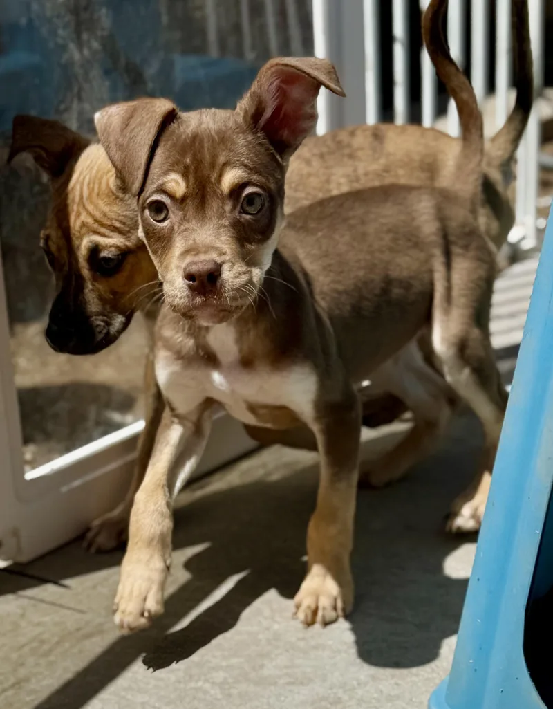 A baby medium-sized female Pit Bull Terrier dog named Dandy for adoption in Hesperia, CA
