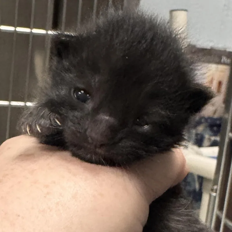 A baby small-sized female Black Domestic Short Hair cat named Bonnie for adoption in Marion, VA