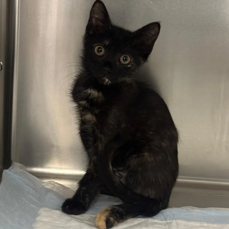A baby small-sized female Tortoiseshell Domestic Short Hair cat named Osha for adoption in West Palm Beach, FL