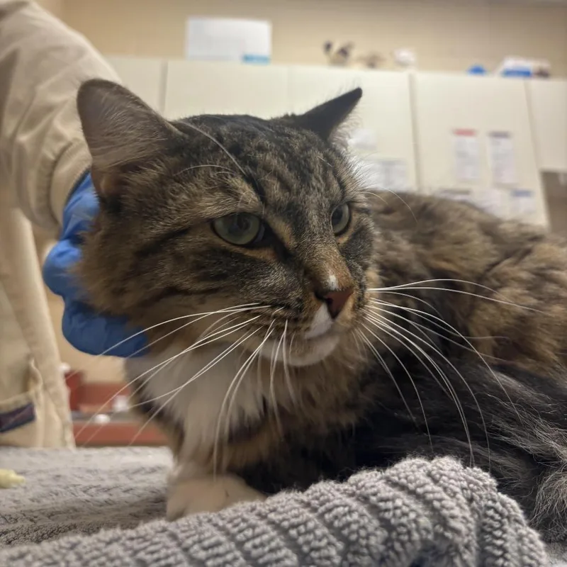 An adult large-sized male Brown / Chocolate Domestic Medium Hair cat named Papa Georgie$ for adoption in Springfield, MA