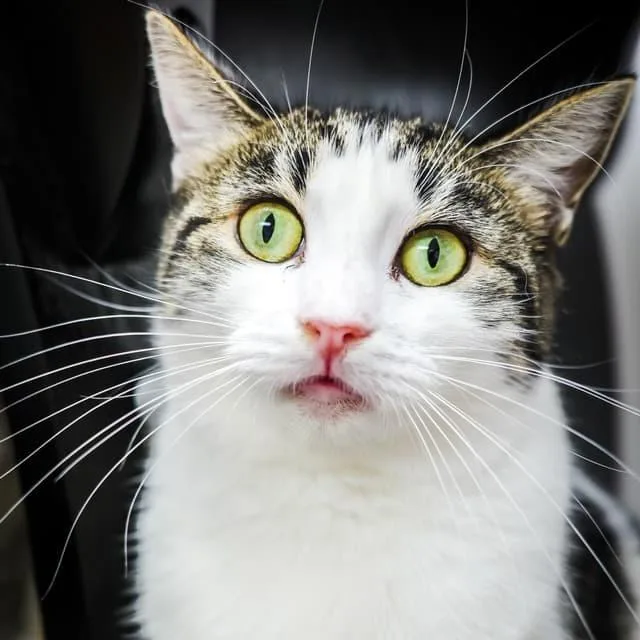 An adult medium-sized female White Domestic Short Hair cat named Emmy for adoption in Middle Village, NY