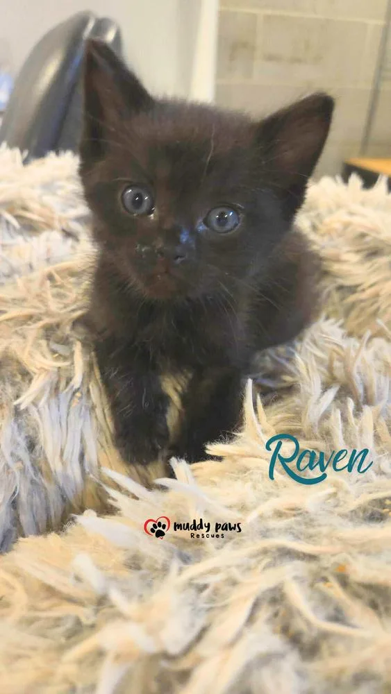 A baby small-sized female Black Domestic Short Hair cat named After Dark Litter: for adoption in Council Bluffs, IA
