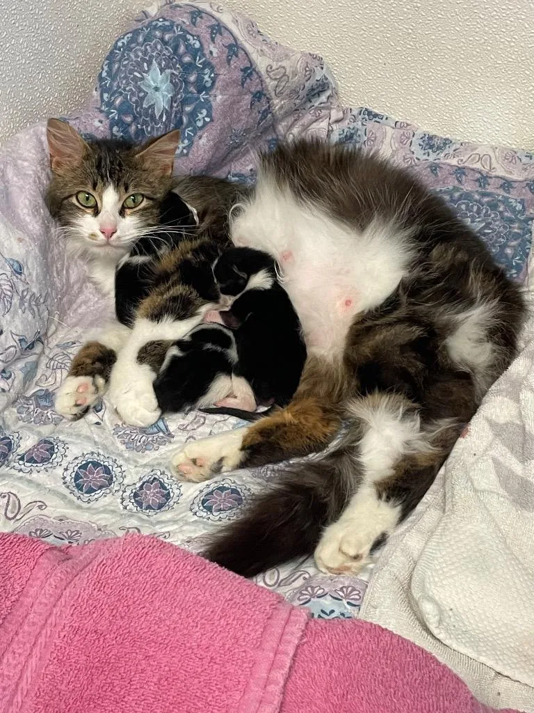 A baby medium-sized female Domestic Long Hair cat named Elizabeth for adoption in Westfield, NY